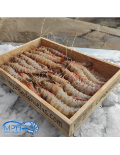 Langostinos 15/20 Piezas/Kg 2